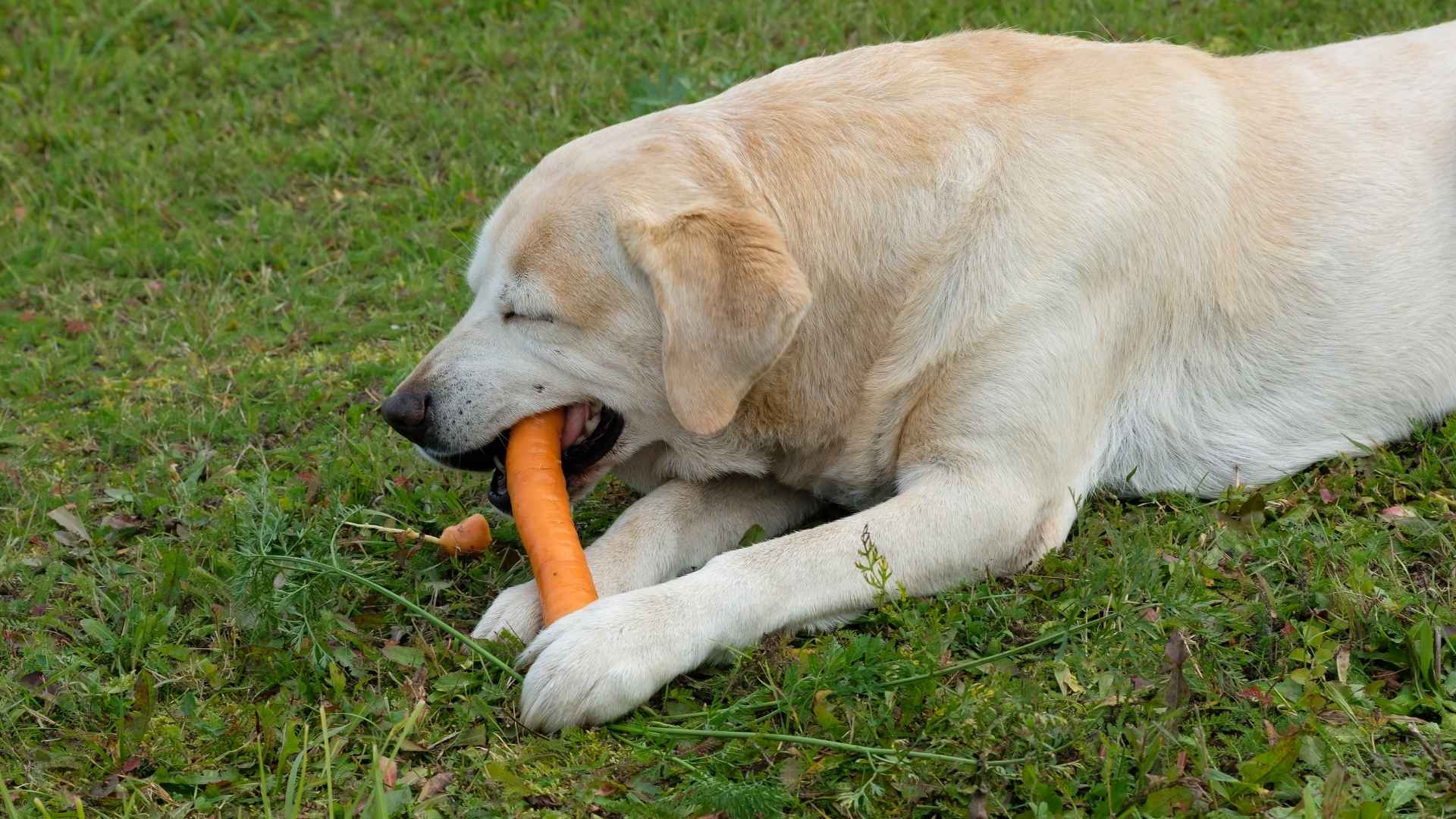 Perro comiendo zanahoria